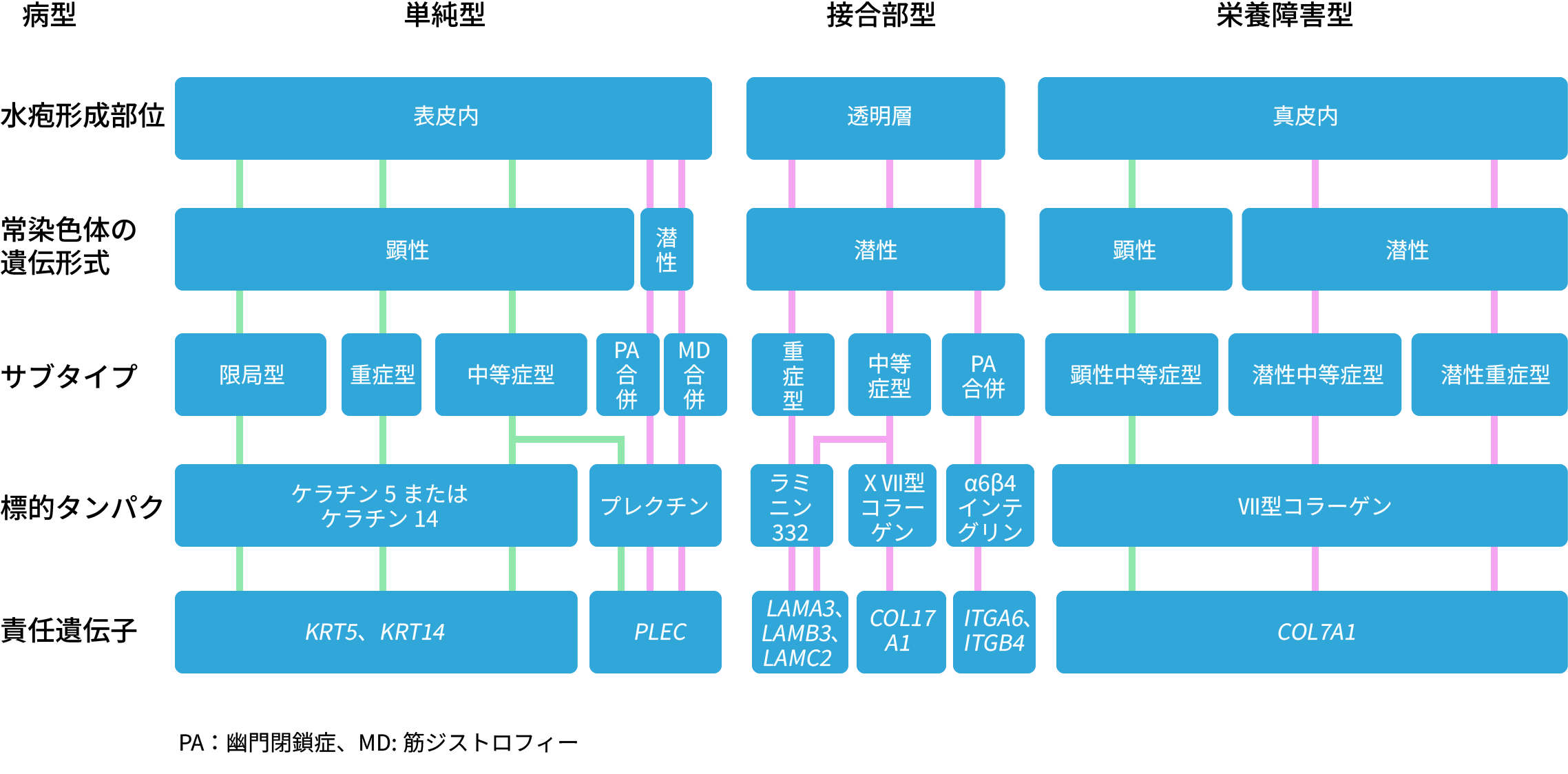 表皮水疱症の主な病型