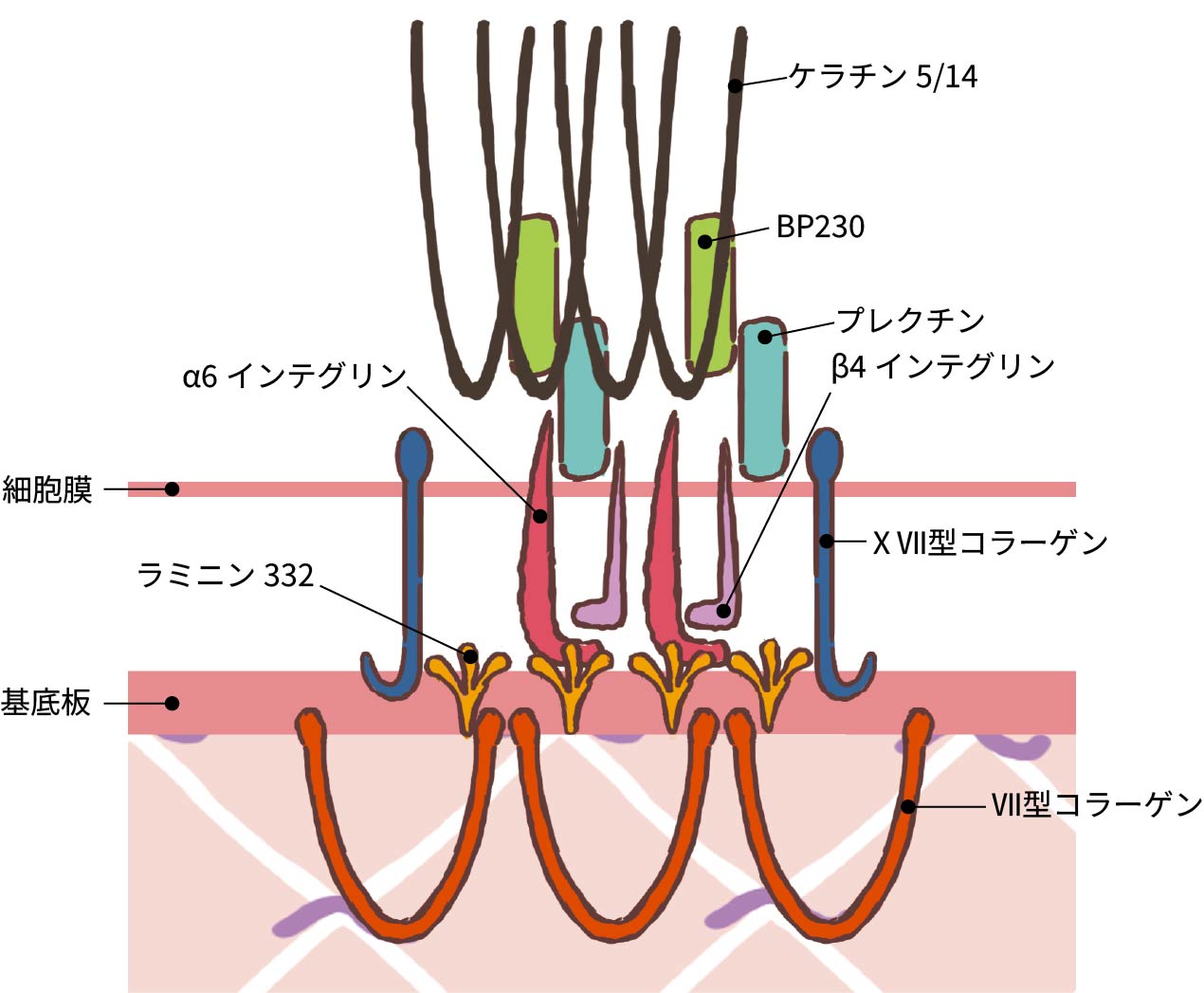 基底膜部の分子構築（イメージ図）